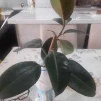 تهاتر پتوس
