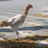 مرغ لاری شکری 18 ماهه