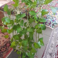 گلدون پتوس آلوئورا