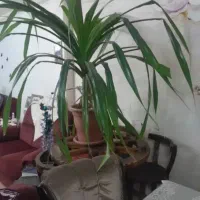 پاندالوس