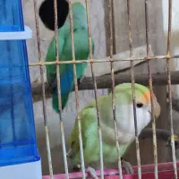 ی جفت کوتوله برزیلی
