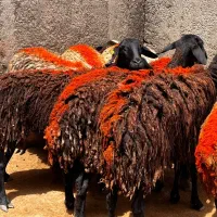 10 راس میش جوان شیشک آبستن سنگین فروشی