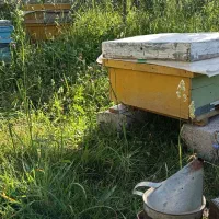 عسل طبیعی اردبیل