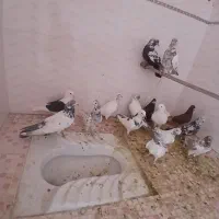 کبوتر|پرنده|کاشان, باغچه فیض|دیوار