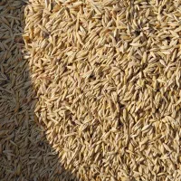 فروش جو تو گونی