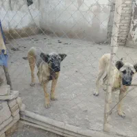 سلام دوتا طوله سگ سرابی