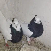 طوق سیاه واکسی