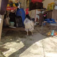 خروس محلی درشت