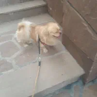 سگ میکس