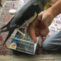 عروس هلندی سالم