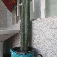 کاکتوس با قدی بلند و زیبا