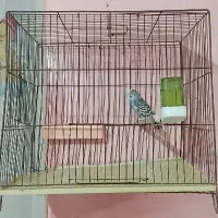 مرغ عشق با قفس
