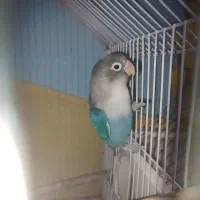 طوطی کوتوله برزیلی سخنگو