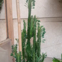 کاکتوس افوربیا
