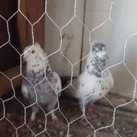 کبوتر|پرنده|ماهدشت, |دیوار