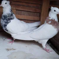 طوقی هما سرور
