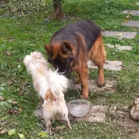 سگ شیتزو سفید گمشده