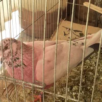 کبوتر ماده حلقه دار