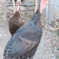 ۲تا بوقلمون درجه یک نروماده هستن فقط ۵تومن