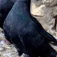 جوجه کبوتر پرشی