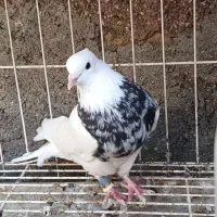 کبوتر رنگی طوقی توقی