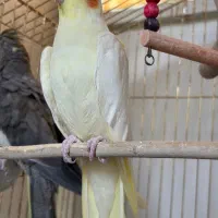 یک جفت عروس هلندی مولد. تخم گذار.  طوسی دستی