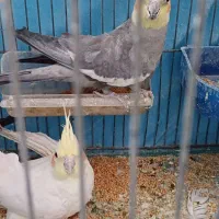 عروس هلندی جفت