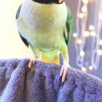 شاه طوطی