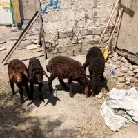 ۴ عدد بره ماده