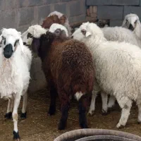 دو عدد برع نر پلواری افشار