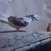 کفتر‌