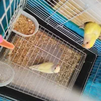 جفت کوتوله رنگ خاص کرمینو