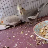عروس هلندی نر