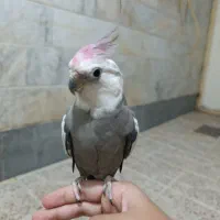 عروس هلندی نر