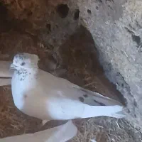 کبوتر