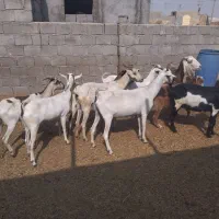 بزه|حیوانات مزرعه|خورموج, |دیوار