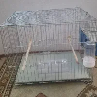 قفس