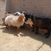 میش گوسفند داشتی