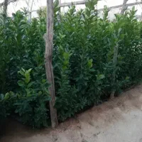 لیمو خارگی سوپر نژاد پر بار