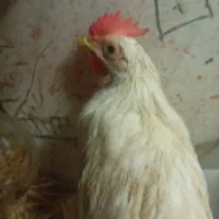 مرغ تخمگزارو خروس خوش صدا