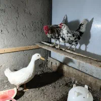 مرغ و خروس و اوردک