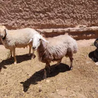 دوتا قوچ تخمی برای نگه داشتن