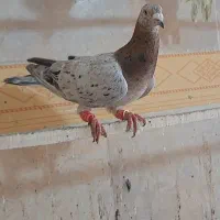 کبوتر هفترنگ