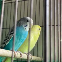 سهره اهوازی بخون و مولد