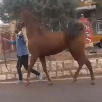 فروش یک راس مادیان کره سالار ۲