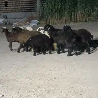 گوسفند نر پروار شده