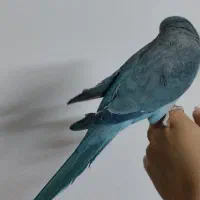 طوطی