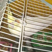 عروس هلندی معاوضه با مرغ عشق