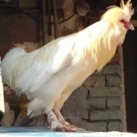 خروس