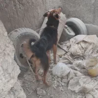 سک ژرمن